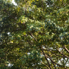 붓순나무(Illicium anisatum L.) : 설뫼*