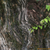 털왕버들(Salix chaenomeloides var. pilosa (Nakai) Kimura) : 산들꽃