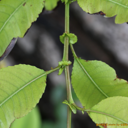 털왕버들(Salix chaenomeloides var. pilosa (Nakai) Kimura) : 산들꽃