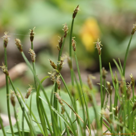 바늘사초(Carex onoei Franch. & Sav.) : 무심거사