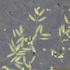 가는가래(Potamogeton cristatus Regel & Maack) : 들국화