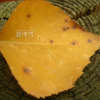 자작나무(Betula pendula Roth) : 코소하