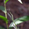 은난초(Cephalanthera erecta (Thunb. ex Murray) Blume) : 둥근바위솔