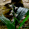 신안새우난초(Calanthe aristulifera Rchb.f.) : 설뫼*