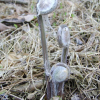 고비(Osmunda japonica Thunb.) : 현촌