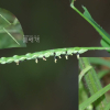털물참새피(Paspalum distichum L. var. indutum Shinners) : 청암