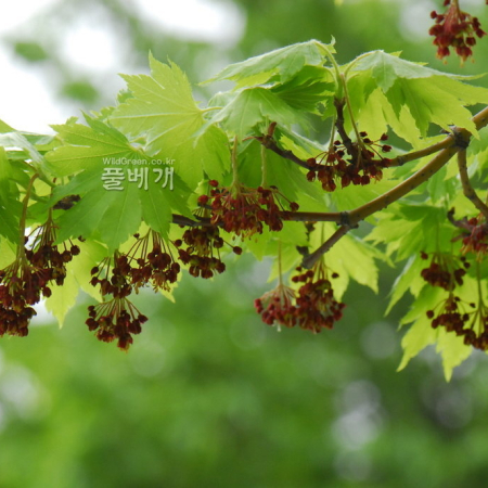 섬단풍나무(Acer takesimense Nakai) : 통통배