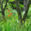 큰솔나리(Lilium pumilum Redout?) : 통통배