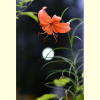 큰솔나리(Lilium pumilum Redout?) : 통통배