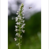 흰제비란(Platanthera hologlottis Maxim.) : 무심거사
