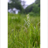 흰제비란(Platanthera hologlottis Maxim.) : 무심거사