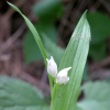 은난초(Cephalanthera erecta (Thunb. ex Murray) Blume) : habal
