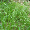 왕포아풀(Poa pratensis L.) : 별꽃