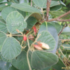 여우콩(Rhynchosia volubilis Lour.) : 통통배
