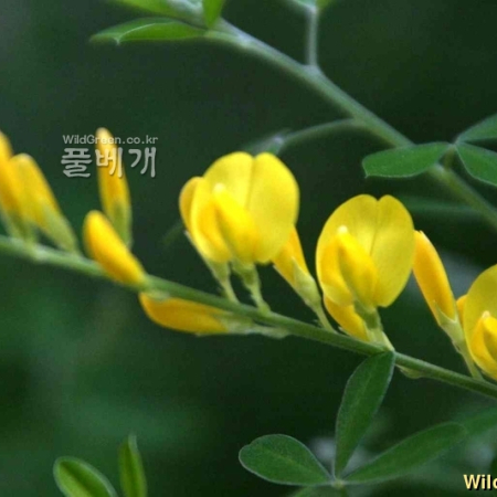 양골담초(Cytisus scoparius (L.) Link.) : 꽃사랑