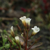 소엽풀(Limnophila aromatica (Lam.) Merr.) : 도리뫼