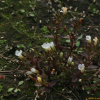 소엽풀(Limnophila aromatica (Lam.) Merr.) : 도리뫼