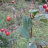 매자나무(Berberis koreana Palib.) : kplant1