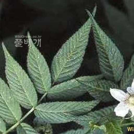 가시딸기(Rubus hongnoensis Nakai) : kplant1