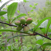복사앵도나무(Prunus choreiana Nakai ex Handb.) : 벼루