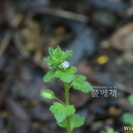 눈개불알풀(Veronica hederifolia L.) : 노루발