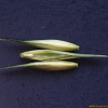 큰이삭풀(Bromus catharticus Vahl) : 별꽃