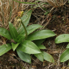 숙은처녀치마(Heloniopsis tubiflora Fuse) : 박용석