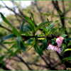 산복사나무(Prunus davidiana (Carriere) Franch.) : 추풍