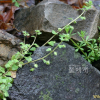 눈개불알풀(Veronica hederifolia L.) : 통통배
