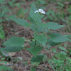 서양등골나물(Ageratina altissima (L.) R.M.King & H.Rob.) : 무심거사