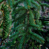 풍산가문비(Picea pungsanensis Uyeki) : 설뫼*