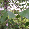 자작나무(Betula pendula Roth) : 들국화