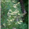 왕포아풀(Poa pratensis L.) : 별꽃
