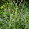 개찌버리사초(Carex japonica Thunb.) : 별꽃