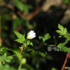 가시딸기(Rubus hongnoensis Nakai) : kplant1