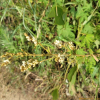 개싸리(Lespedeza tomentosa (Thunb.) Siebold ex Maxim.) : 버들피리