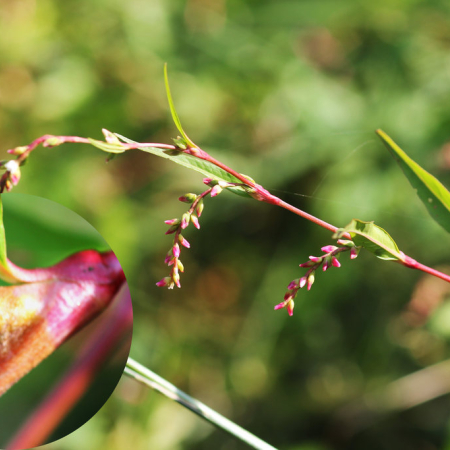 여뀌(Persicaria hydropiper (L.) Delarbre) : 무심거사