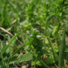 선개불알풀(Veronica arvensis L.) : 별꽃