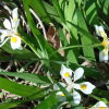노랑무늬붓꽃(Iris odaesanensis Y.N.Lee) : 현촌