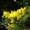 양골담초(Cytisus scoparius (L.) Link.) : 청암