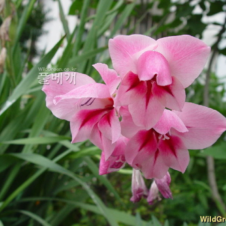 글라디올러스(Gladiolus grandavensis Van Houtte) : 별꽃
