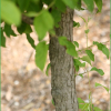 야광나무(Malus baccata Borkh.) : 무심거사