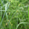 솔잎사초(Carex biwensis Franch.) : 고들빼기