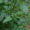 개비름(Amaranthus blitum L. subsp. oleraceus (L.) Costea) : 들국화