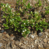낚시돌풀(Leptopetalum coreanum (H.L?v.) Naiki & Ohi-Toma) : 무심거사