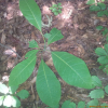 일본목련(Magnolia obovata Thunb.) : 통통배