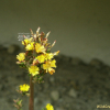 뽀리뱅이(Youngia japonica (L.) DC.) : 지리지리