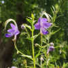 누린내풀(Tripora divaricata (Maxim.) P.D.Cantino) : 산들꽃