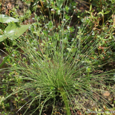 참바늘골(Eleocharis attenuata (Franch. & Sav.) Palla f. laeviseta (Nakai) H.Hara) : 산들꽃
