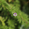 구와말(Limnophila sessiliflora (Vahl) Blume) : habal